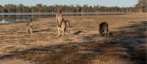 Dentist Listing Partner Dalby Accommodation