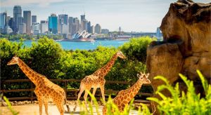 Dentist Listing Partner Attractions