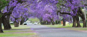 Dentist Listing Partner Grafton Accommodation